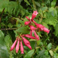 Cestrum elegans (Brongn. ex Neumann) Schltdl.